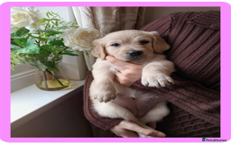 Golden Retriever dogs for sale: Golden Retriever Puppies - Mum & Dad family pets - Image 10