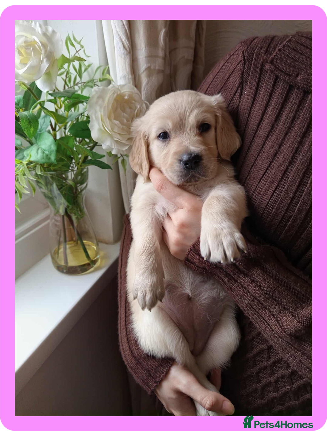 Golden Retriever dogs for sale: Golden Retriever Puppies - Mum & Dad family pets - Image 10
