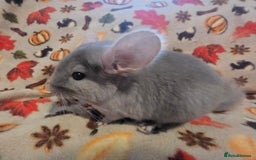 Chinchilla rodents for sale: Gorgeous Female Chinchilla  - Image 12