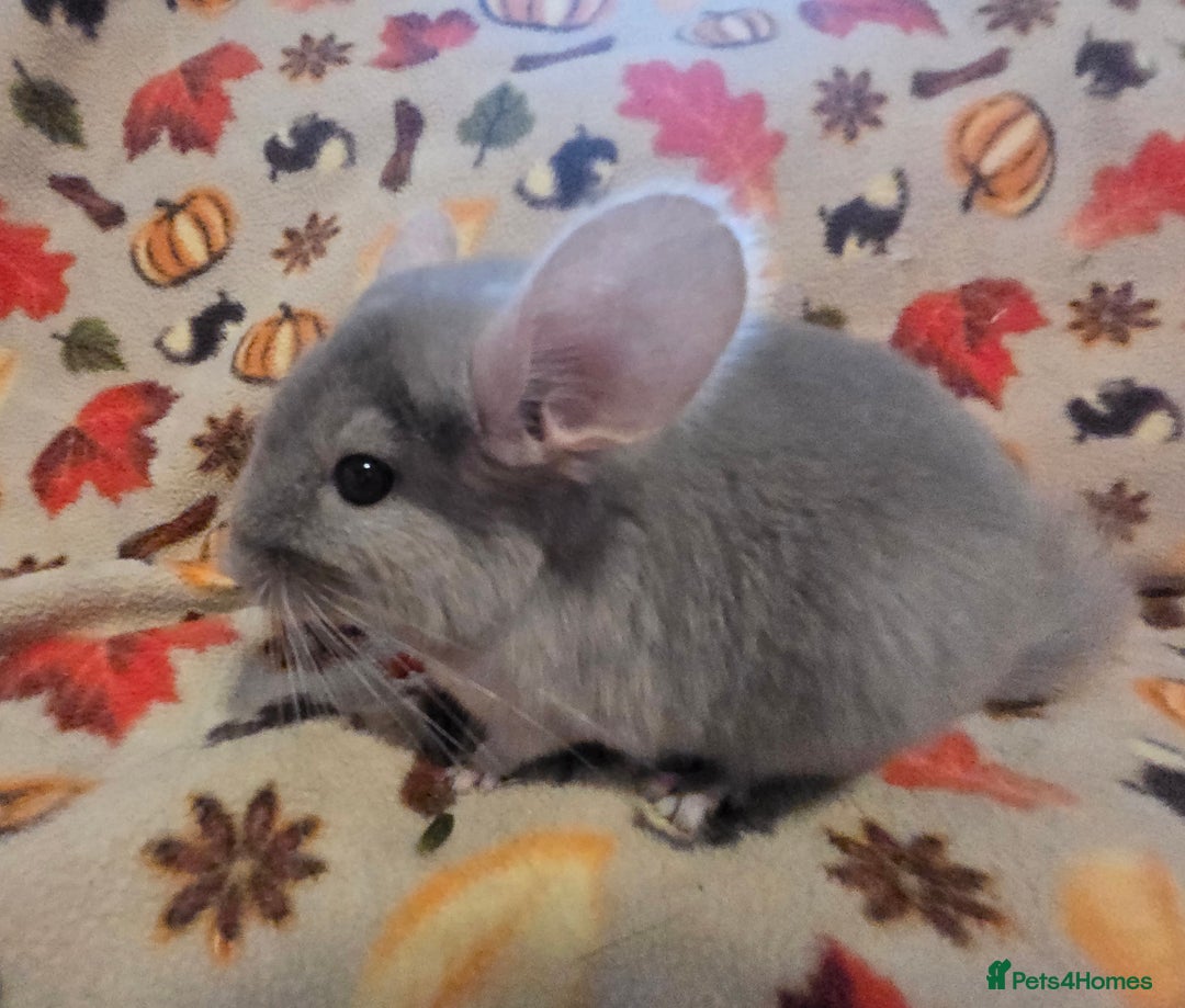 Chinchilla rodents for sale: Gorgeous Female Chinchilla  - Image 12