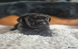 Labrador Retriever dogs for sale: High Quality Black Labrador Puppies - Image 11