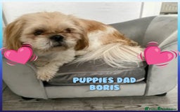 Shih Tzu dogs for sale: SHIH TZU PUPPIES - Image 14