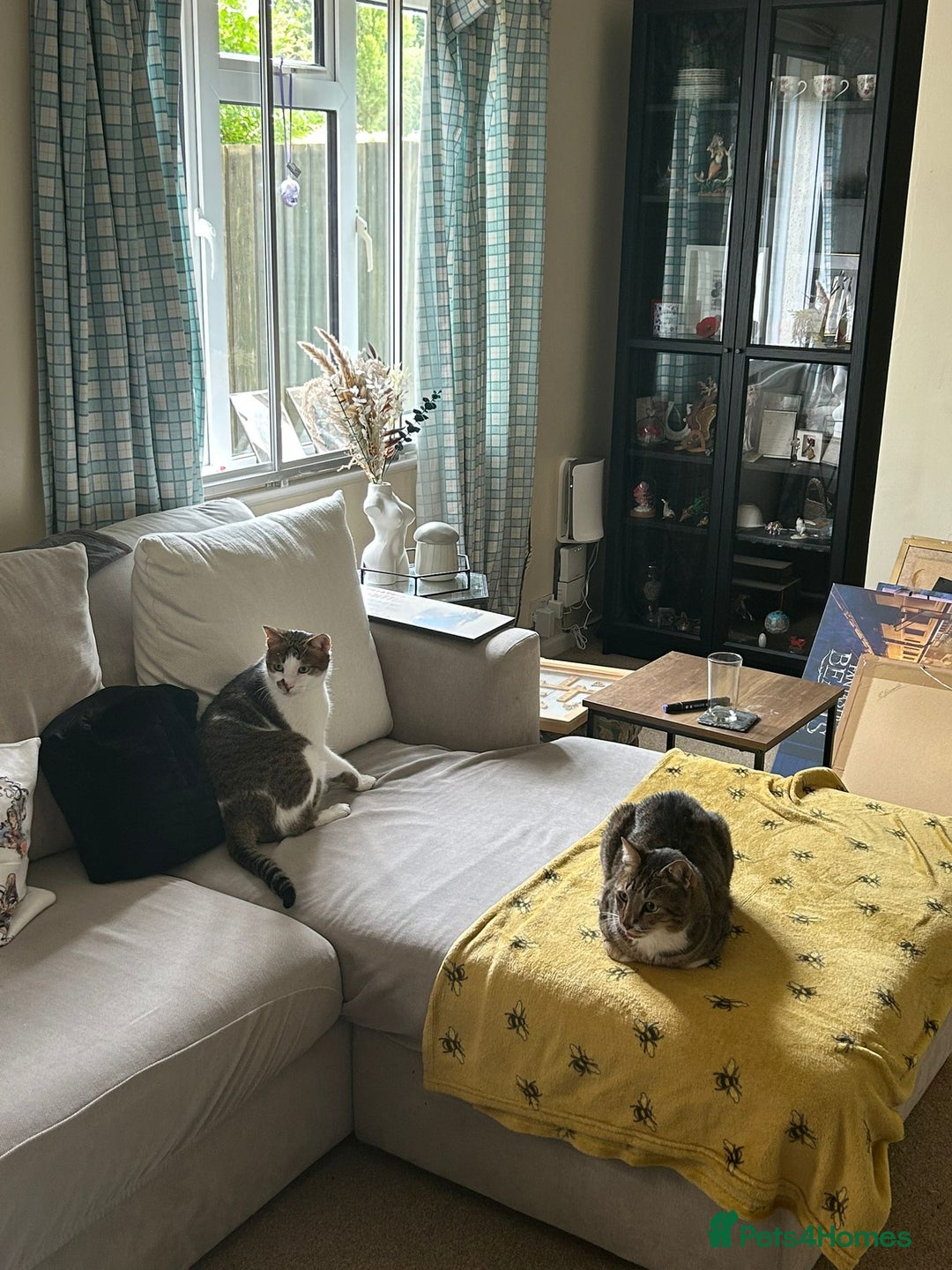 Mixed Breed cats for adoption: [Indoors only] Tom, Bryan, Ezzie: cuddliest boys - Image 27