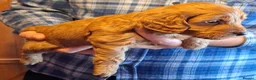 Cockapoo dogs for sale: Cockapoo puppies  - Advert 13