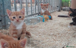 Domestic Shorthair cats for sale: Gorgeous kittens available now - Image 5