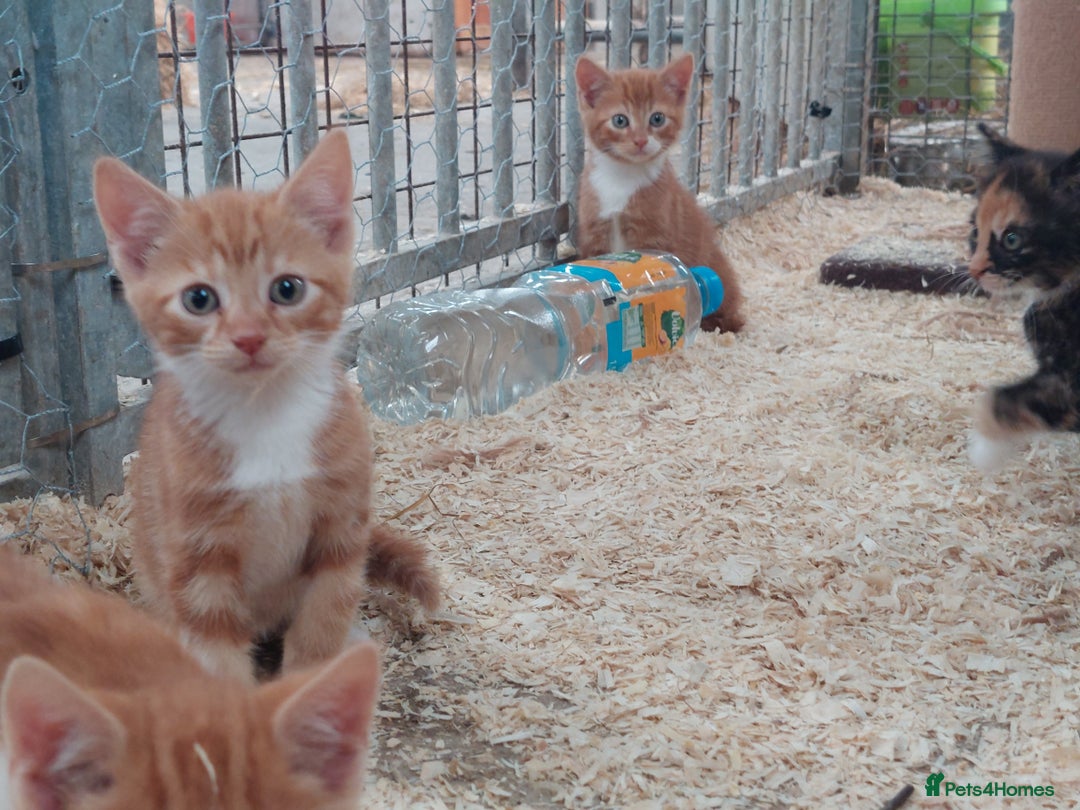 Domestic Shorthair cats for sale: Gorgeous kittens available now - Image 5