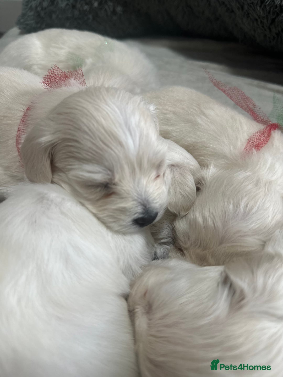 Bichon Frise dogs for sale: Beautiful Puppies Looking for Their Forever Homes! - Image 3