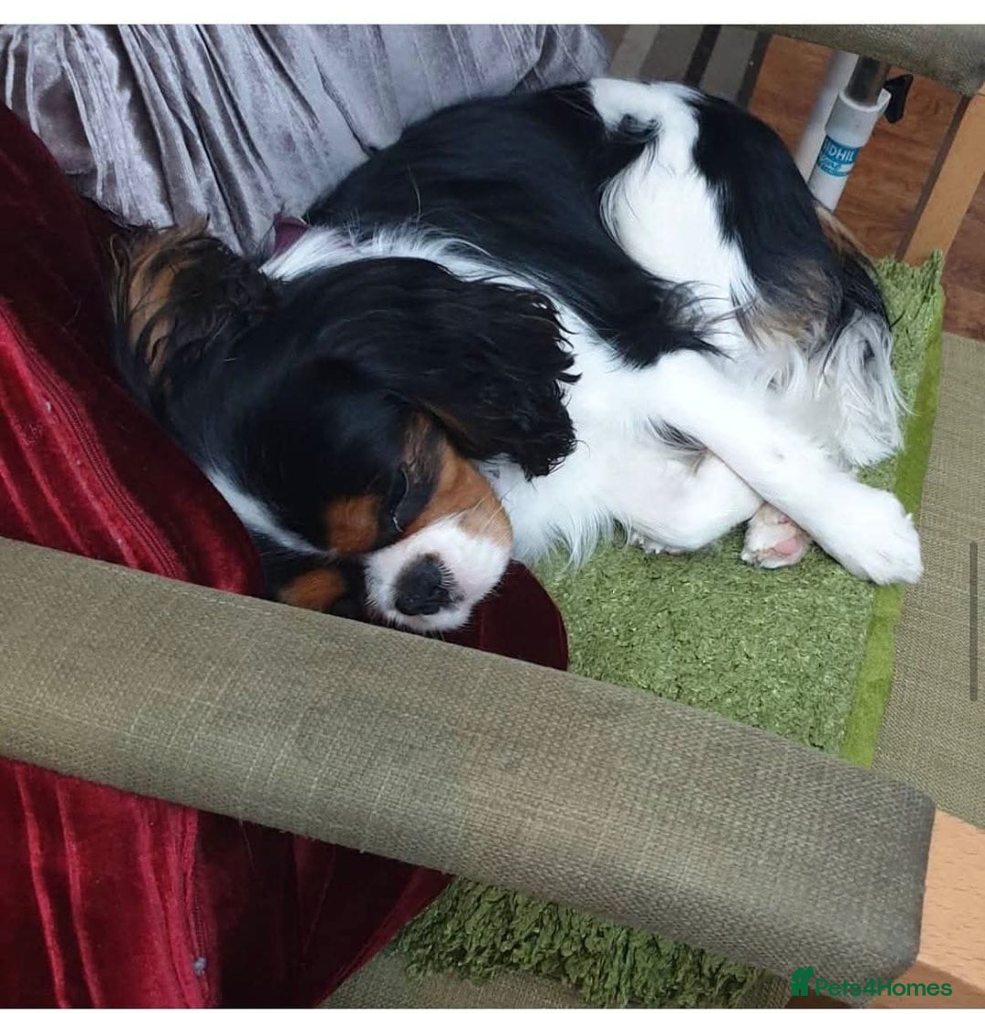 Cavalier King Charles Spaniel dogs for sale: Cavalier king charles puppys READY NOW pedigree KC - Advert 19