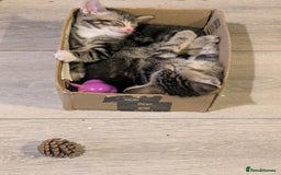 Domestic Shorthair cats for sale: Beautiful domestic short hair kittens for sale  - Image 4