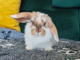 Mini Lop rabbits Beautiful chocolate Tri doe - Advert 17