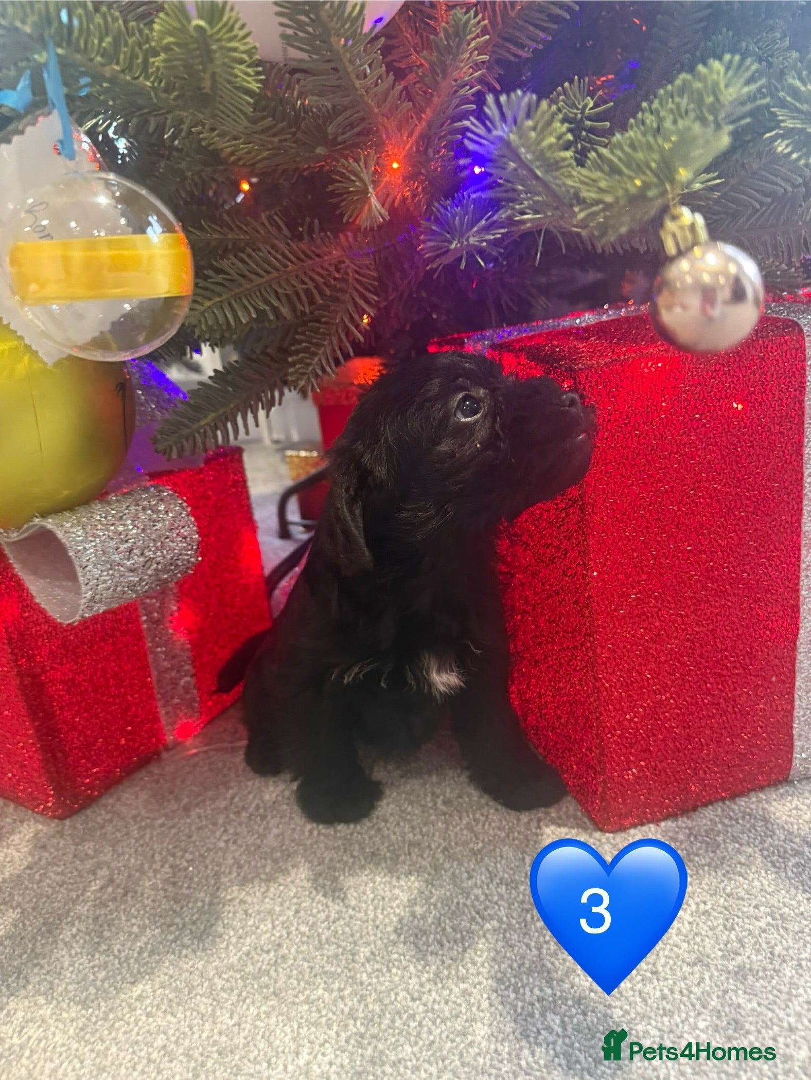 Mixed Breed dogs Unique Border Terrier X Mini Poodle Puppies! - Advert 2