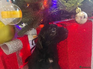 Mixed Breed dogs Unique Border Terrier X Mini Poodle Puppies! - Advert 2