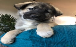 Mixed Breed dogs for sale: READY NOW! Caucasian Shepherd x Siberian Husky - Image 7