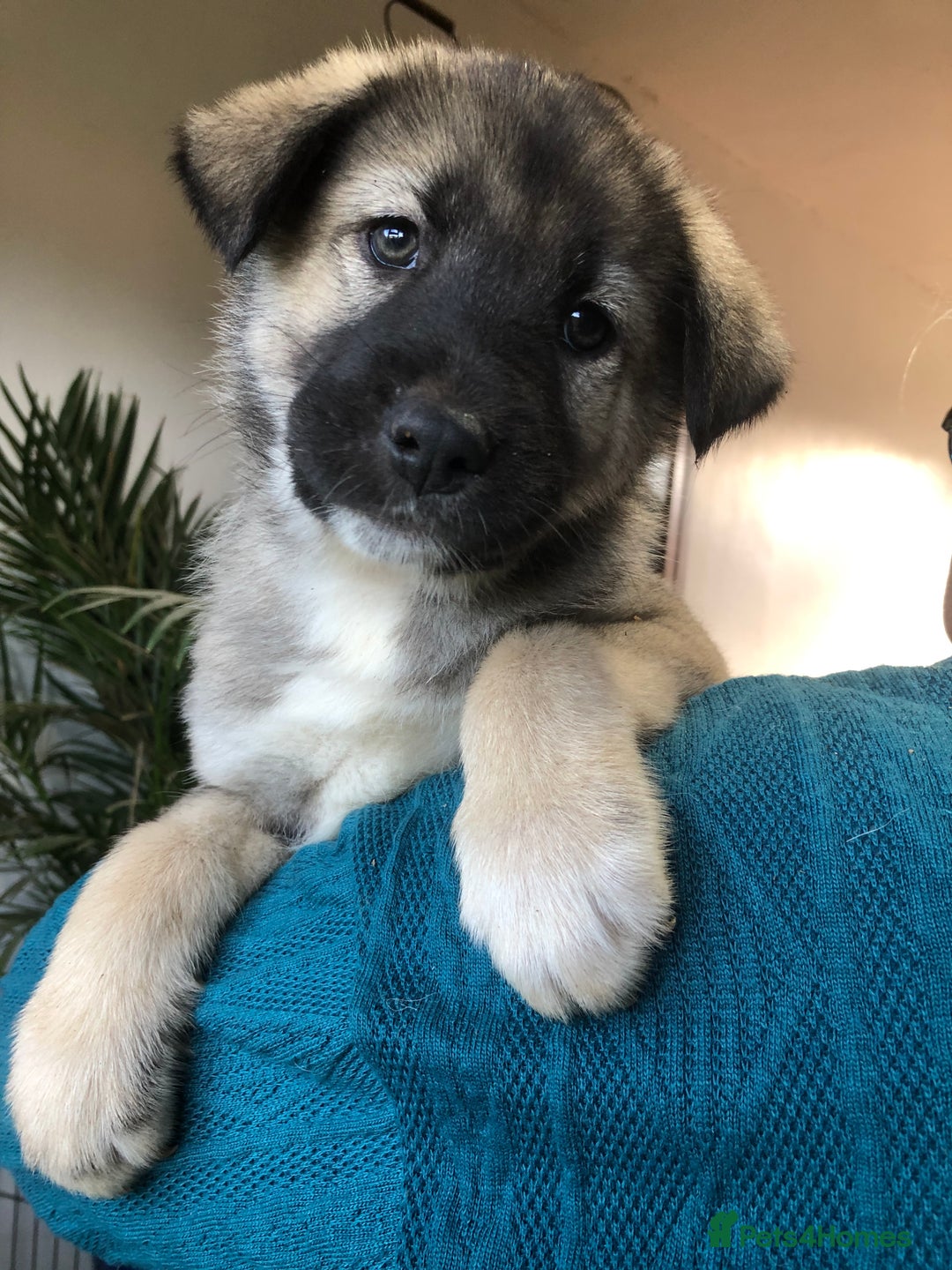 Mixed Breed dogs for sale: READY NOW! Caucasian Shepherd x Siberian Husky - Image 7