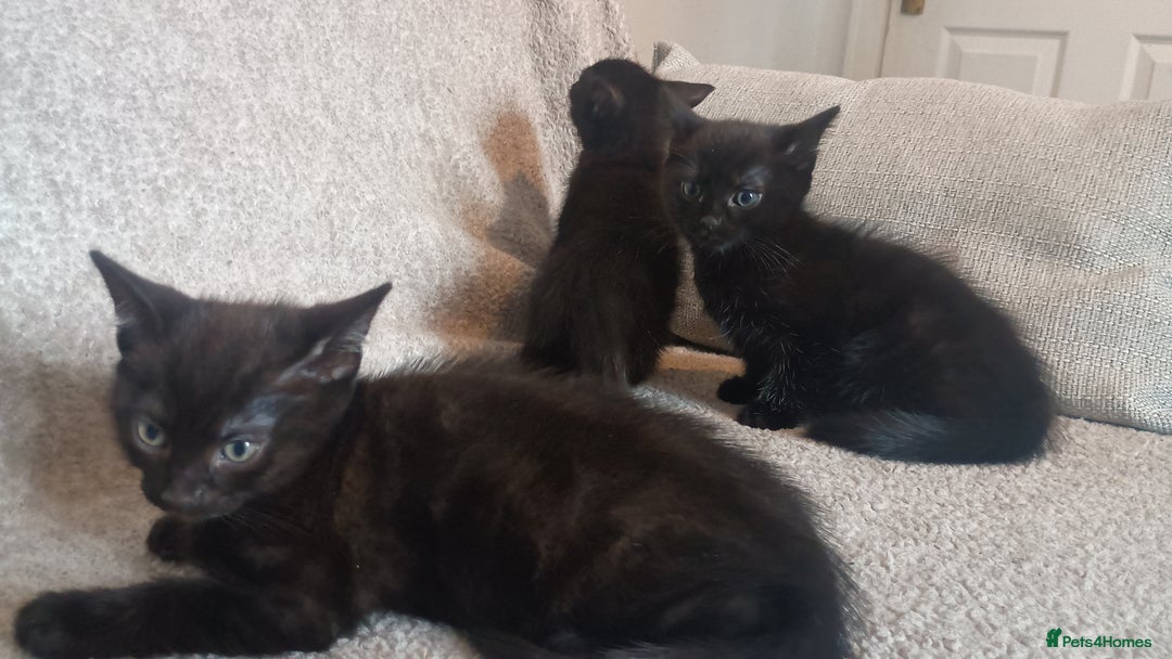 British Shorthair cats for sale: Beautiful black short haired kittens - Image 7