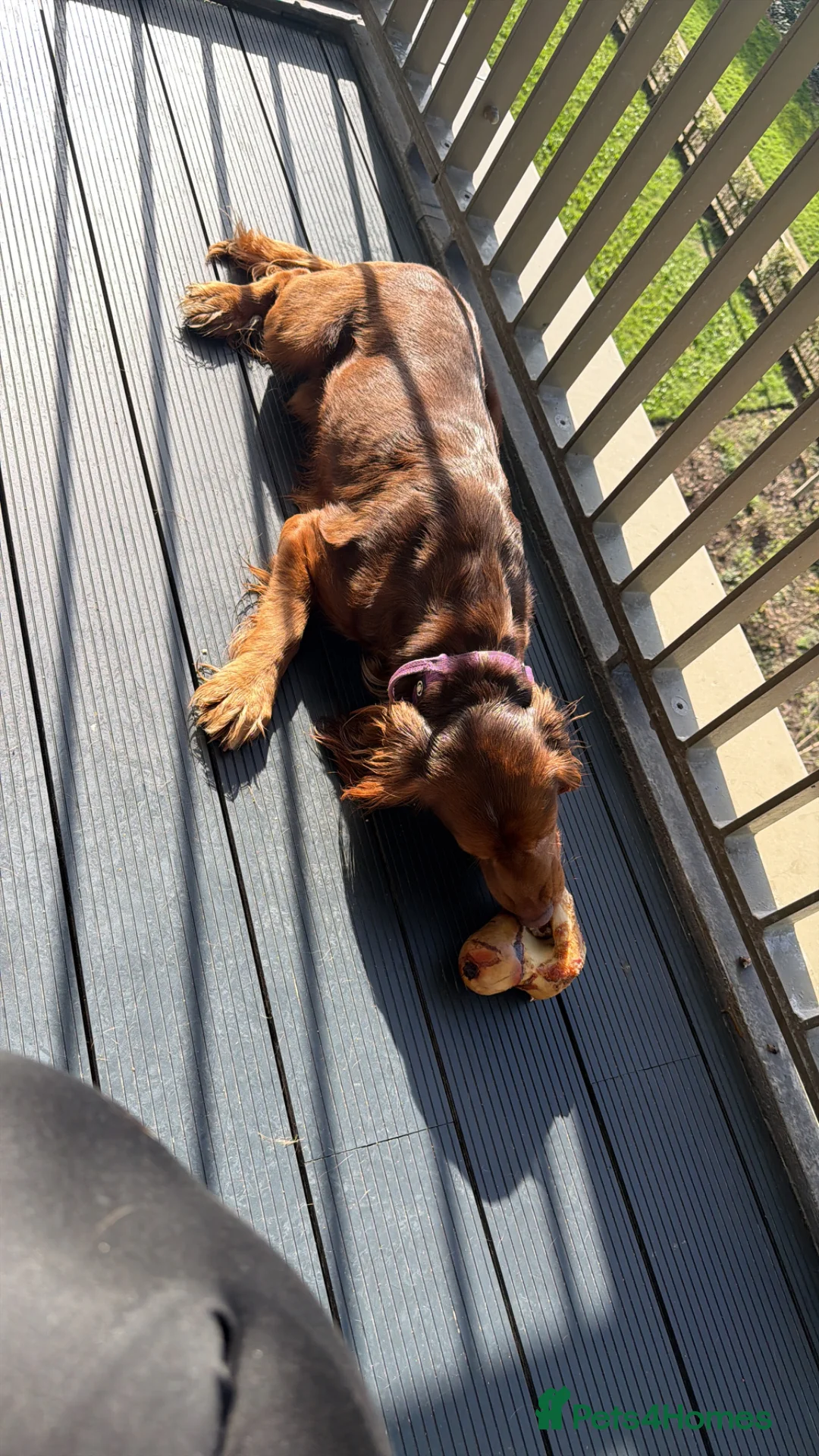 English Springer Spaniel dogs for sale: Buddy in London - Advert 3