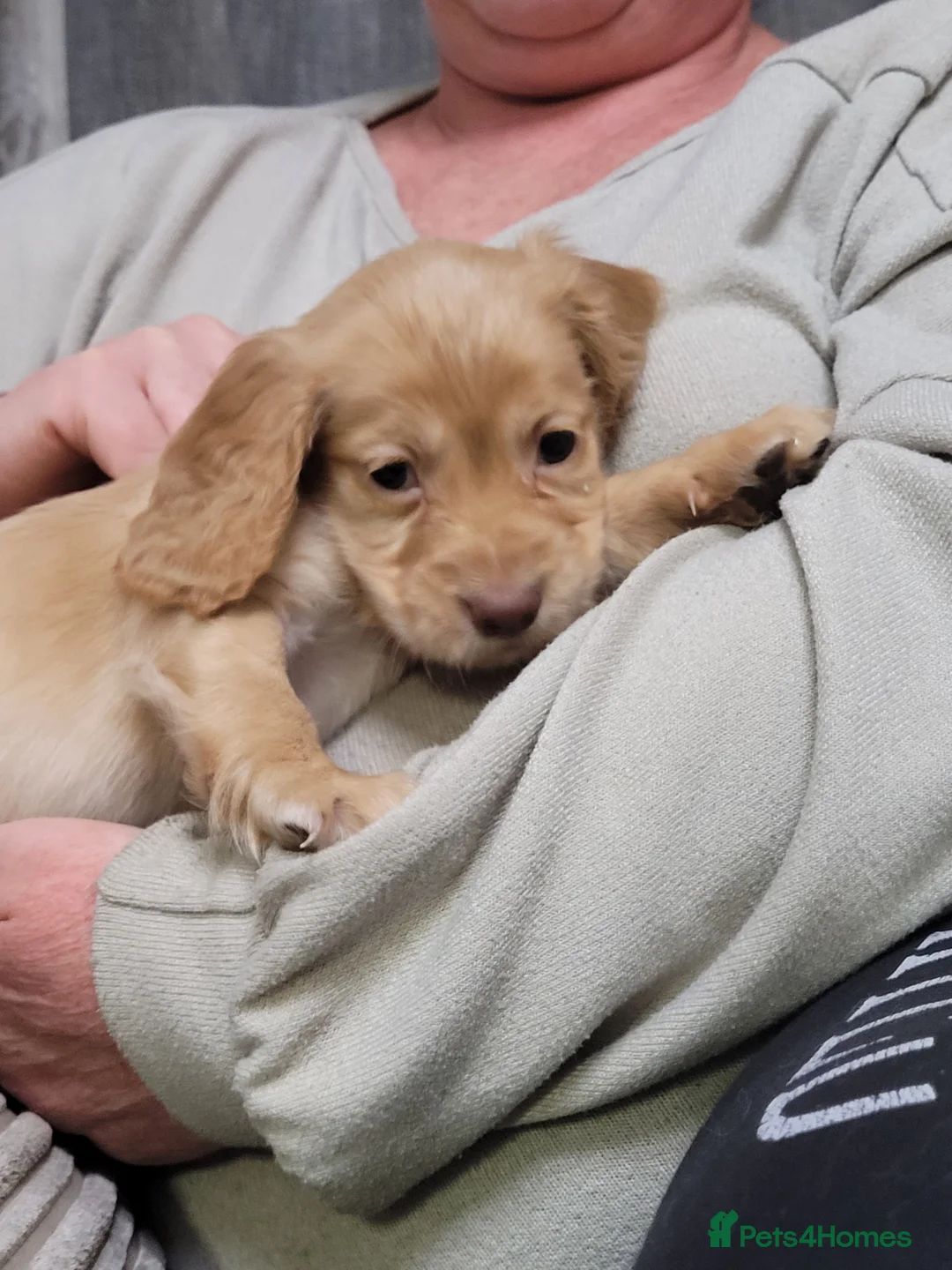 Cocker Spaniel dogs for sale: KC registered Working Cocker Spaniel puppies.  - Advert 2