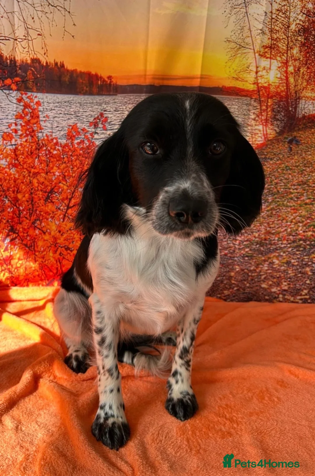 Sprocker dogs for sale: 7x Black and White Sprocker Spaniel pups in Hemel Hempstead - Advert 11