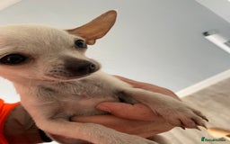 Chihuahua dogs for sale: Chihuahua puppy’s  - Image 2