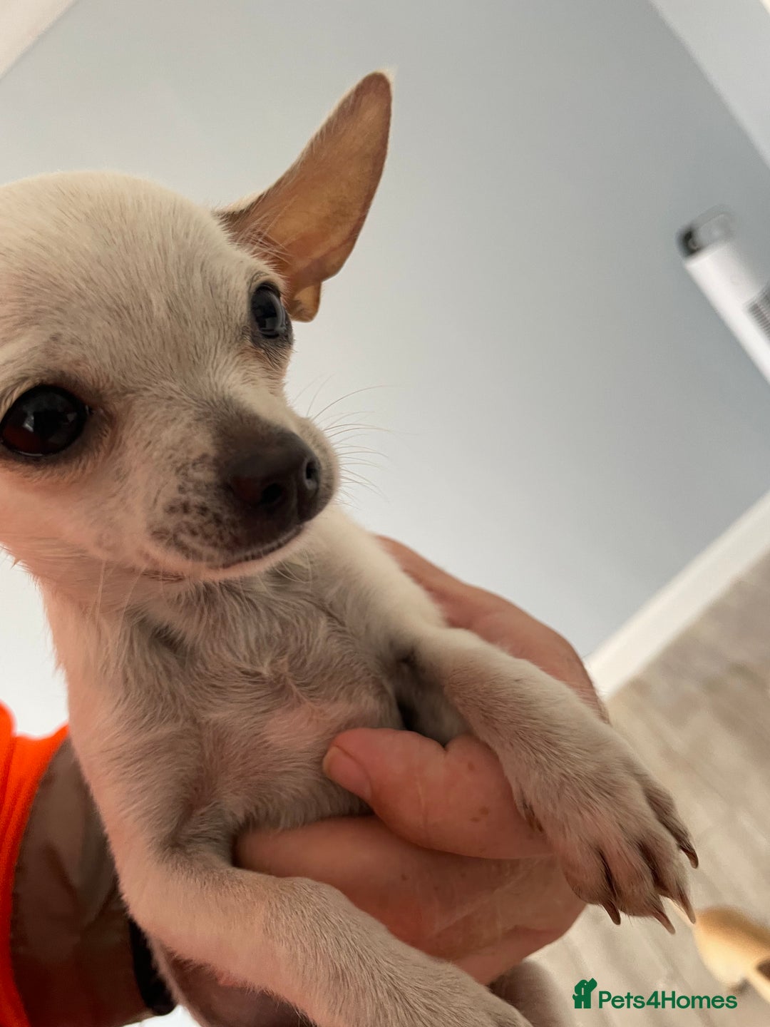 Chihuahua dogs for sale: Chihuahua puppy’s  - Image 2