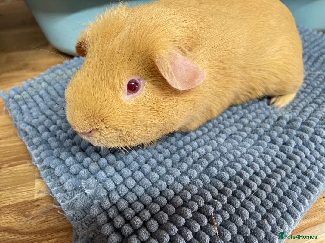 Guinea Pig rodents for sale: Two Saffron Boars - Advert 1