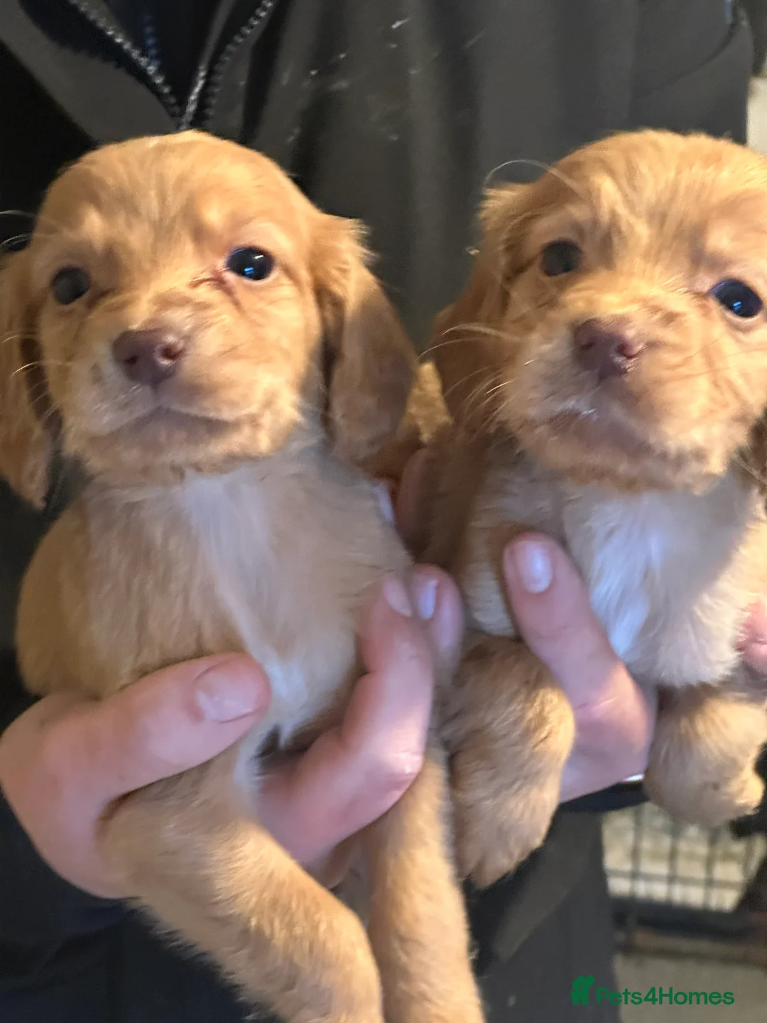 Cocker Spaniel dogs for sale: 1,500 - Advert 8