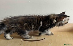 Siberian cats for sale: Beautiful purebred Siberian kittens-Hypoallergenic - Image 22