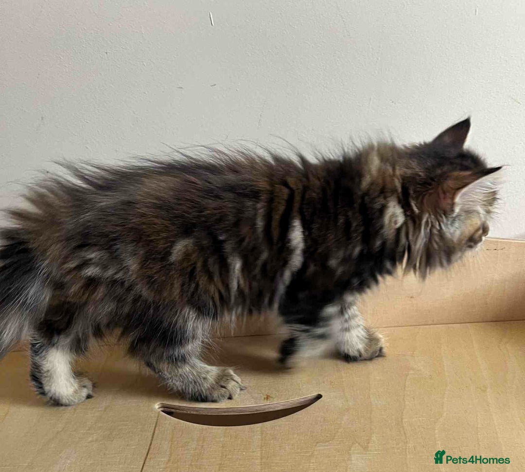 Siberian cats for sale: Beautiful purebred Siberian kittens-Hypoallergenic - Image 22