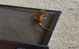 Gecko reptiles for sale: Brown Dalmatian Crested Gecko in Banbury - Image 8