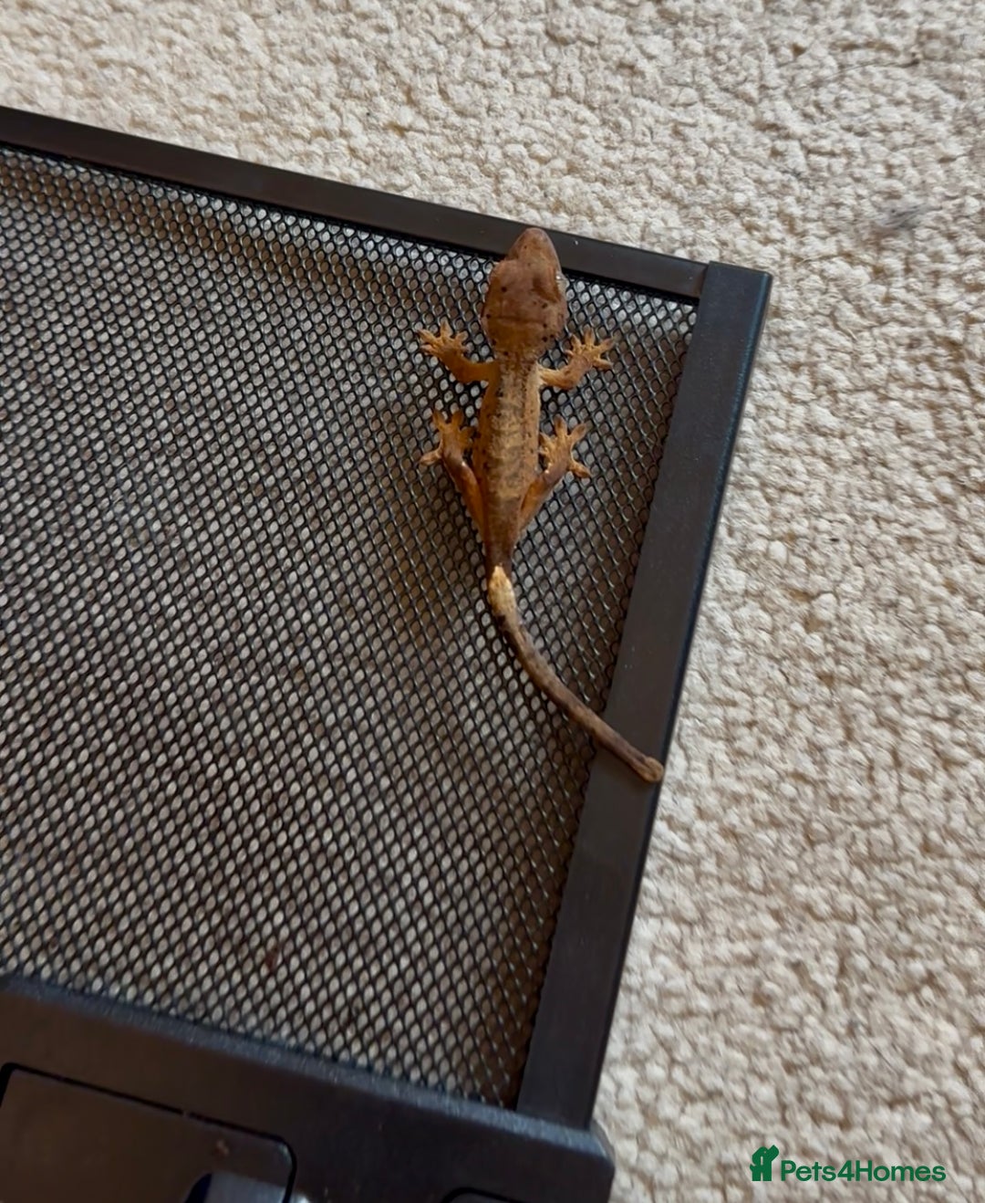 Gecko reptiles for sale: Brown Dalmatian Crested Gecko in Banbury - Image 8