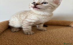 Bengal cats for sale: Snow and Brown boy TICA bengal kittens  - Image 19