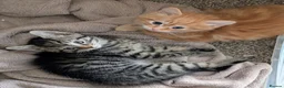 Mixed Breed cats for sale: Gorgeous fluffy tabby kittens! - Advert 15