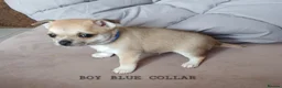Chihuahua dogs for sale: Short haired tiny chihuahua pups ready now - Advert 3