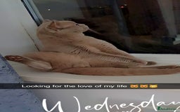 British Shorthair cats for stud:  Stunning pedigree Sir Arnold  in Bradford - Image 5