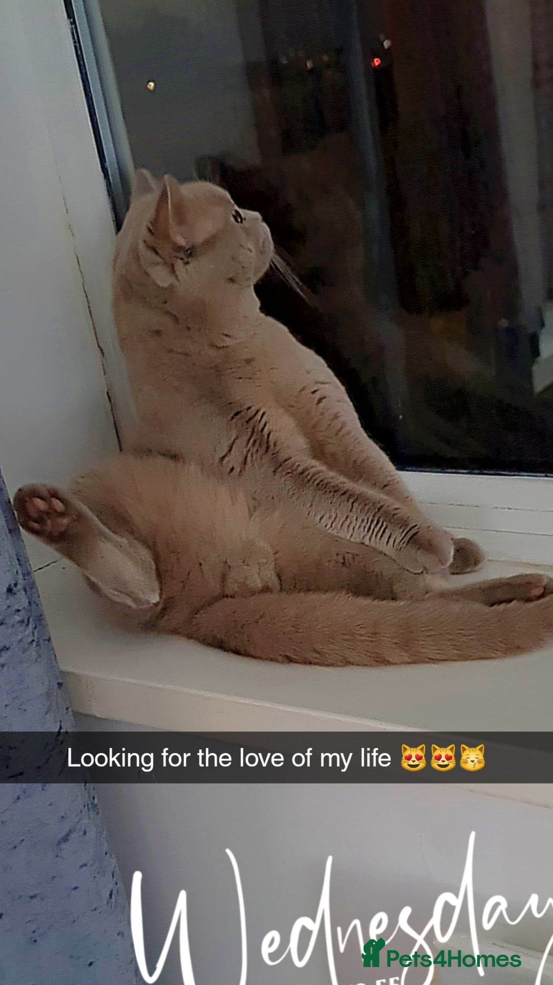 British Shorthair cats for stud:  Stunning pedigree Sir Arnold  in Bradford - Image 5