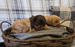 Miniature Dachshund dogs for sale: Long-hair miniature Duchshund - Image 6