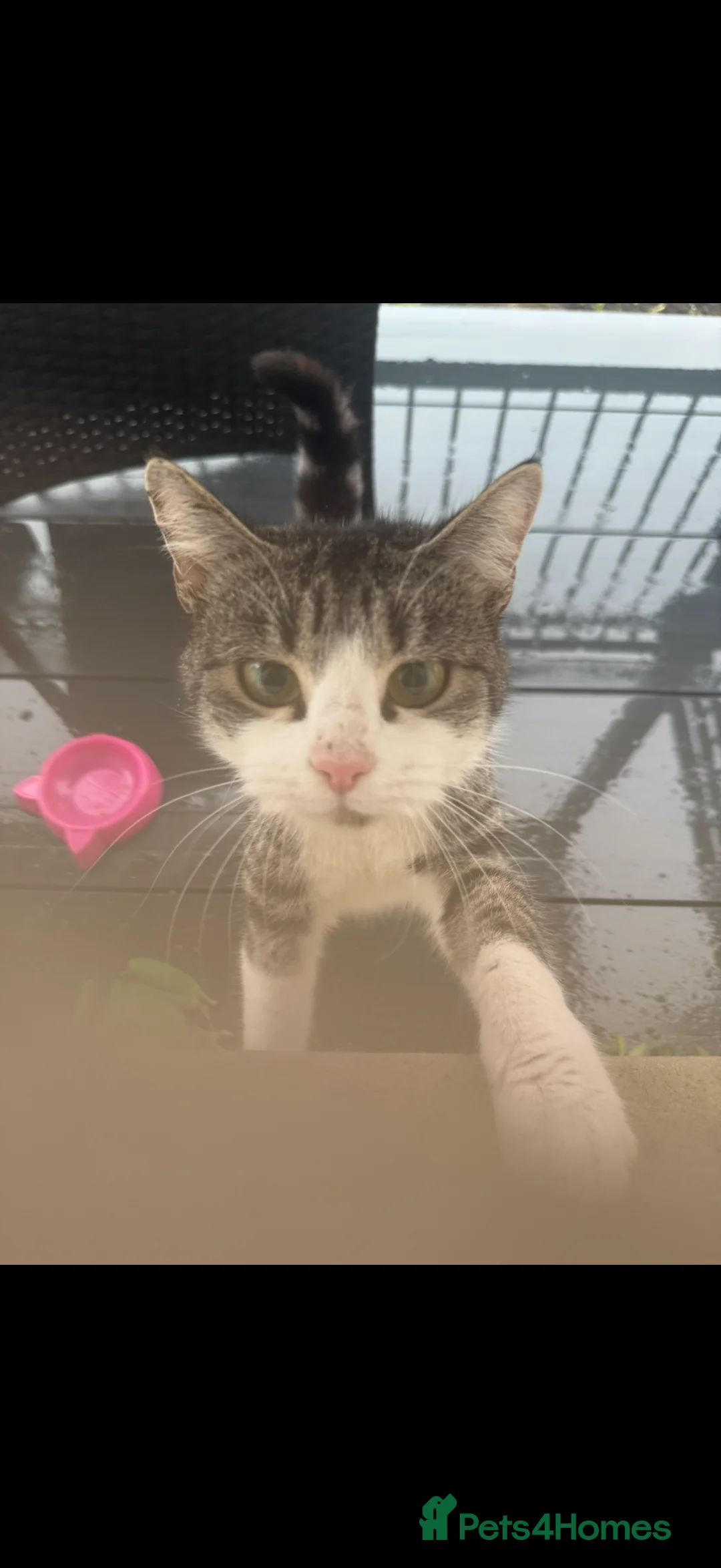 British Shorthair cats for sale: Magical kitty - Advert 8