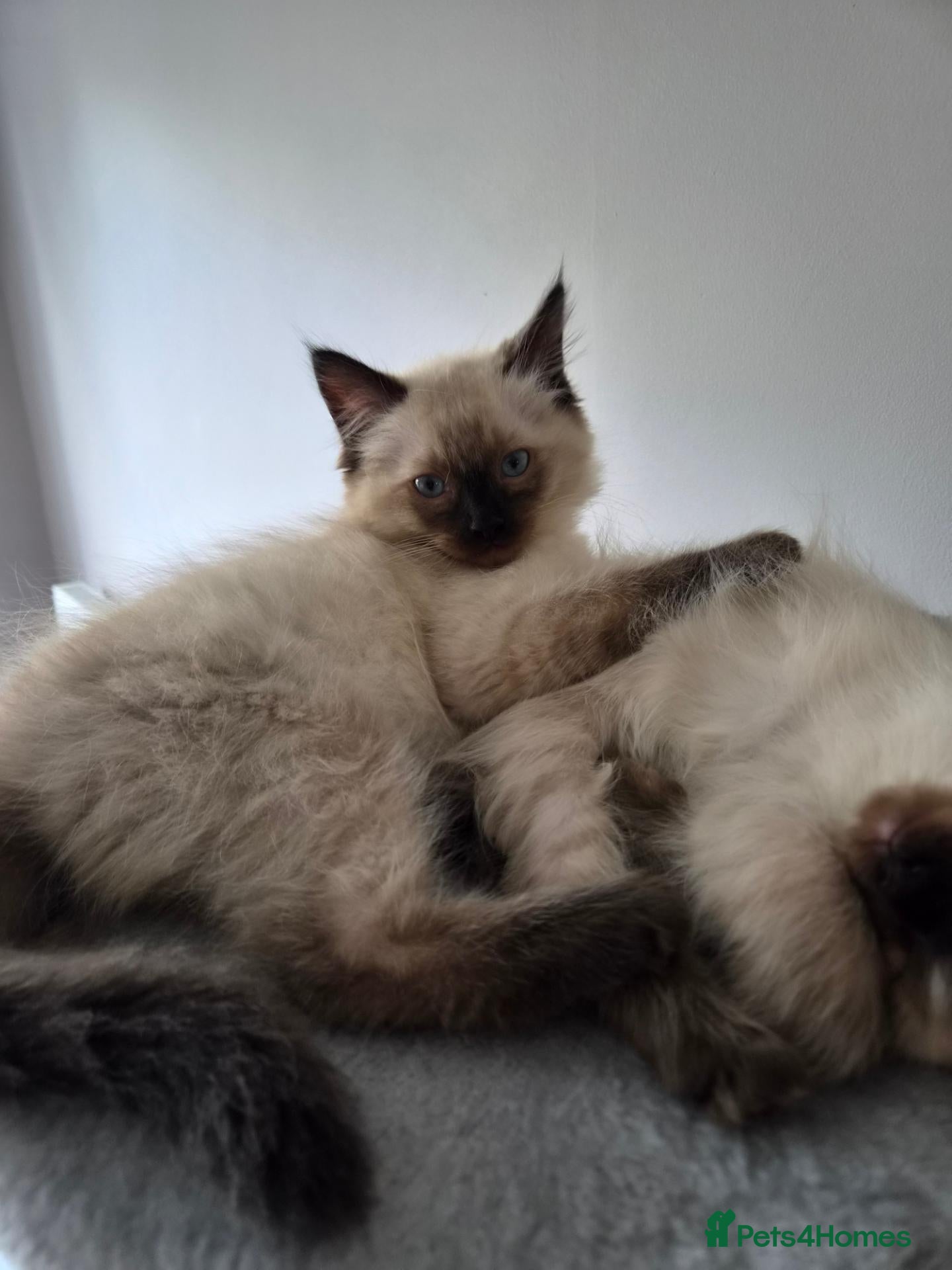 Ragdoll cats Adorable Ragdoll Kittens - Advert 1
