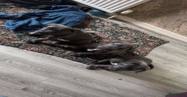 Cane Corso dogs - Advert 3