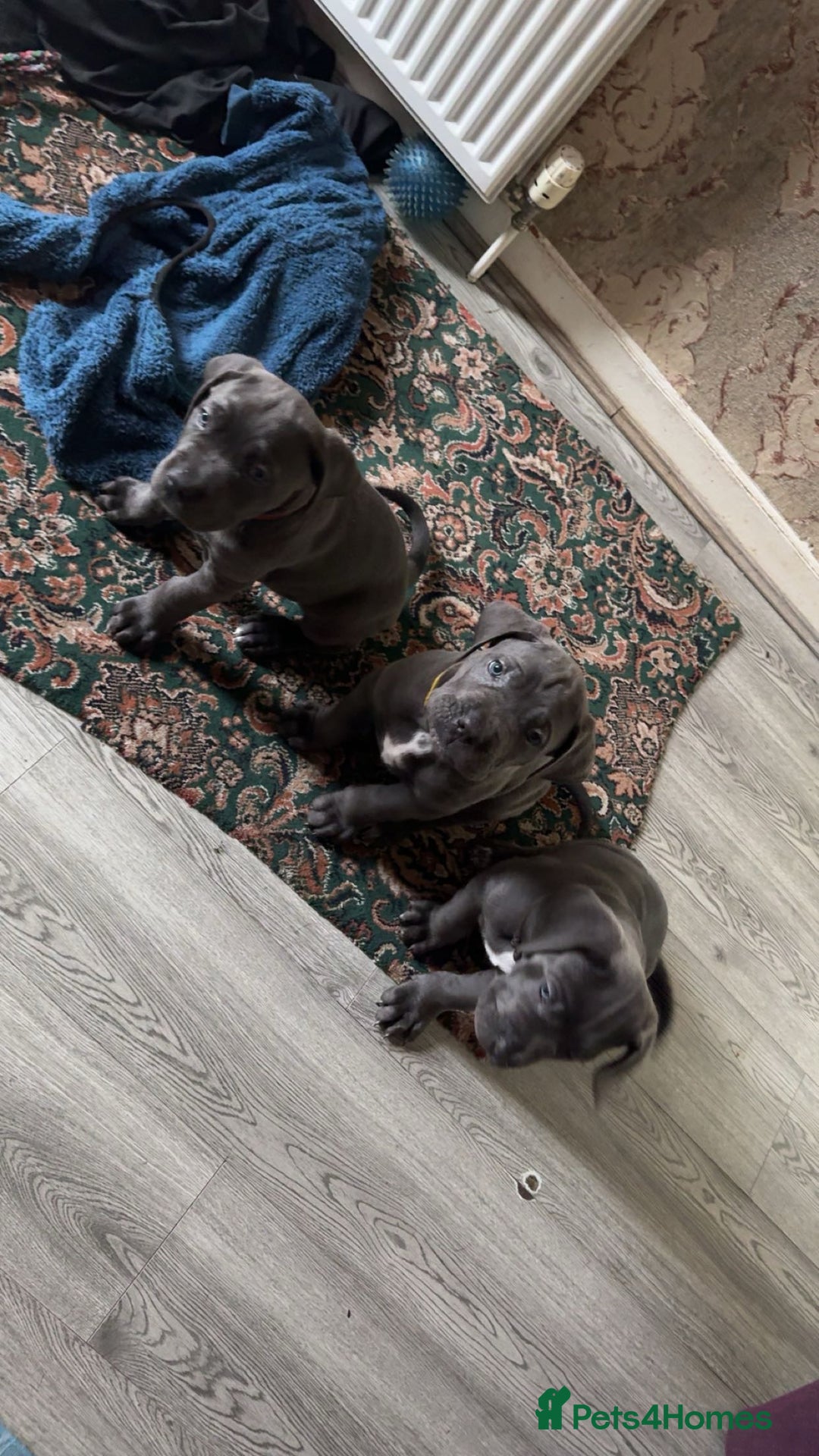 Cane Corso dogs for sale: Cane corso puppies  - Image 3