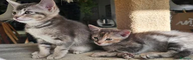Kitten 2