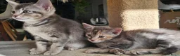 Mixed Breed cats for sale: 🐾 3 Beautiful Abyssinian x Bengal Girls 🐾 - Advert 7