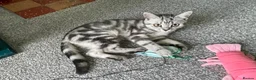 British Shorthair cats for sale: GCCF. BSH boy n girl..both spayed  - Advert 16