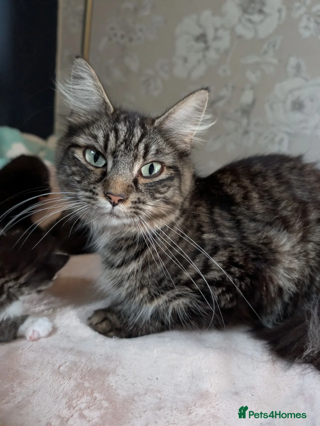 Mixed Breed cats for sale: 8 beautiful kittens - Advert 10