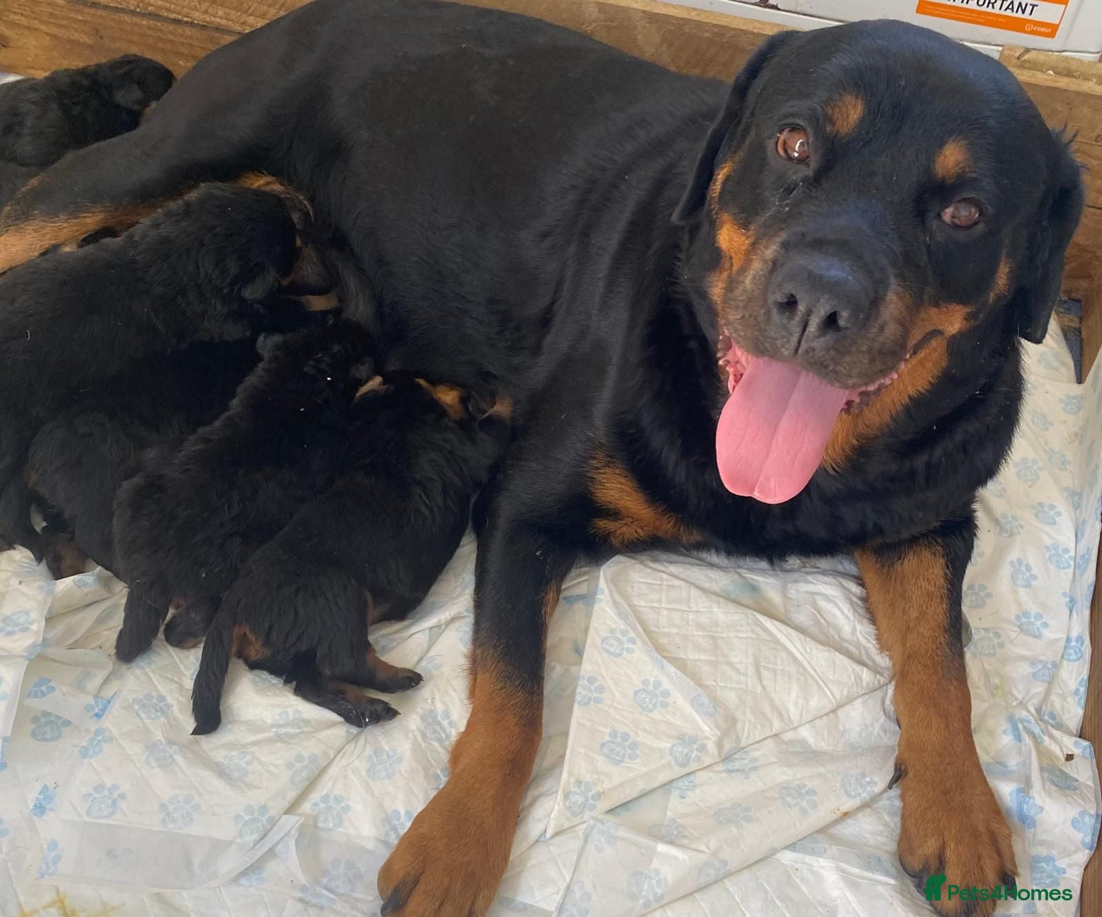 Rottweiler dogs German/Serbian line rottweiler puppies - Advert 1