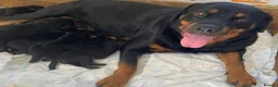 Rottweiler dogs for sale: German/Serbian line rottweiler puppies - Advert 1