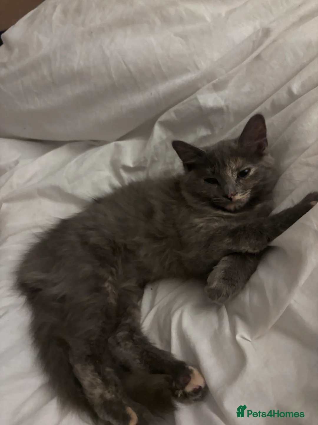 Mixed Breed cats for sale: Lovely kittens looking for homes - Advert 2