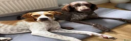 Pointer dogs for adoption: Remi (English Pointer) in Bedford - Advert 31