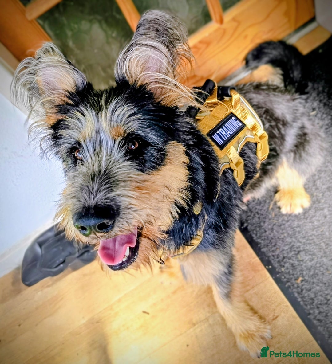 Mixed Breed dogs for sale: German shepherd terrier  - Image 2