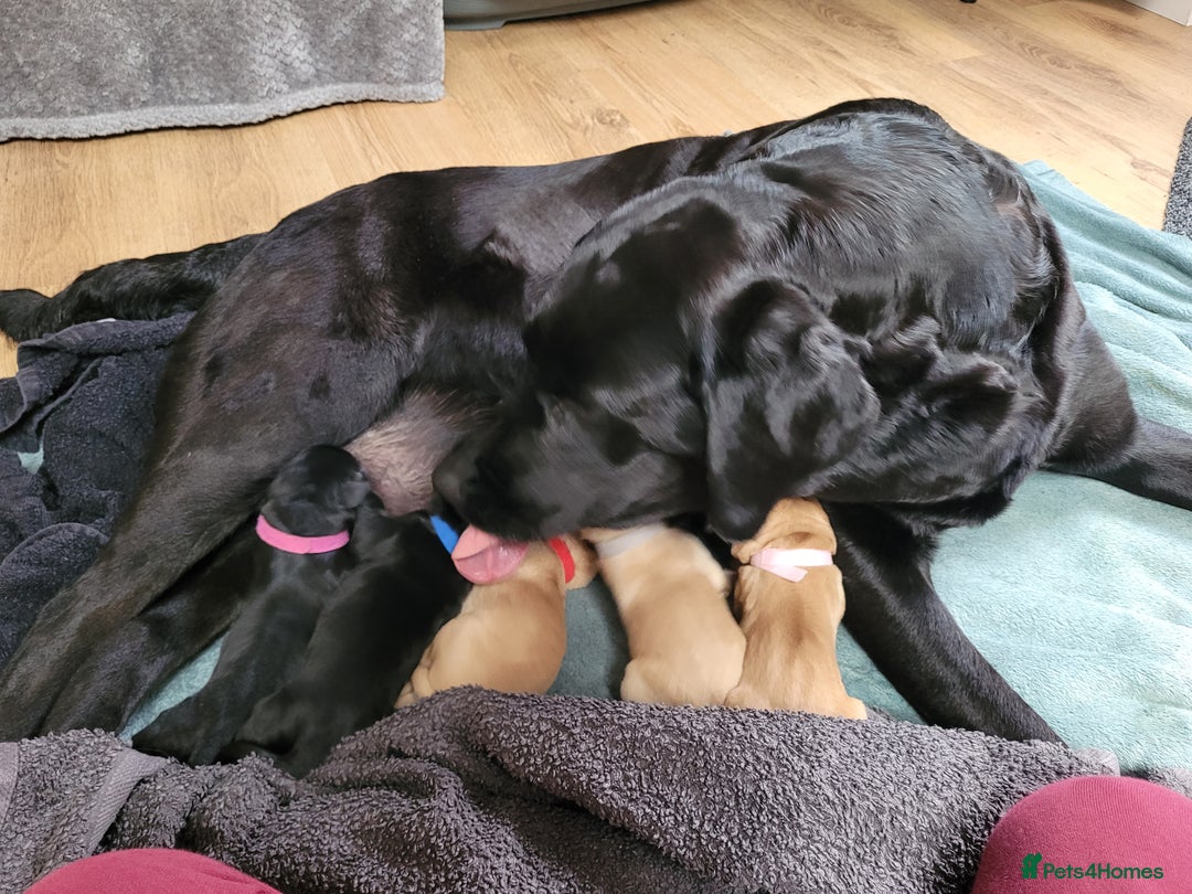 Labrador Retriever dogs for sale: Beautiful pedigree puppies ready 30th Sept - Image 6